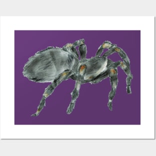 Mexican Redknee Tarantula Posters and Art